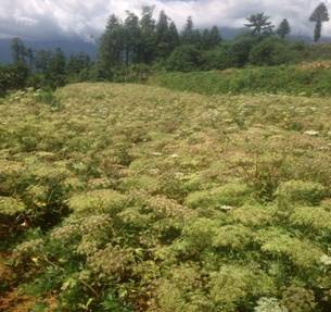 Sa Pa farmers get rich from medicinal plant crops - ảnh 1